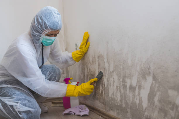 Best Attic Mold Removal  in Elkins Rk, PA