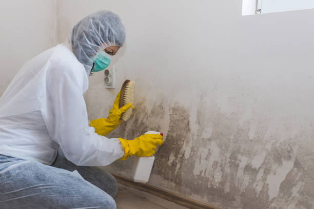 Best Commercial Mold Removal  in Elkins Rk, PA