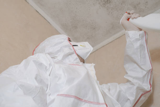 Mold Removal Process in Elkins Park, PA