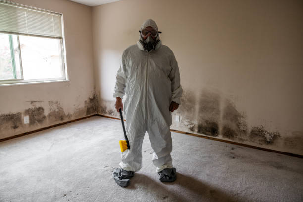 Best Mold Damage Repair  in Elkins Rk, PA